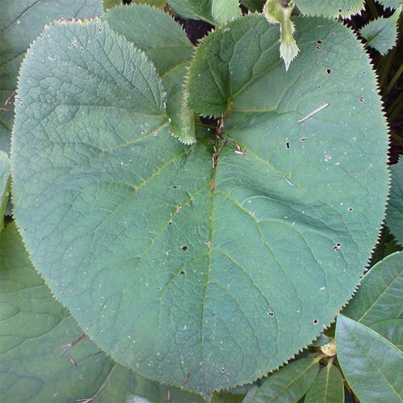 Ligularia fischeri (Fogliame)