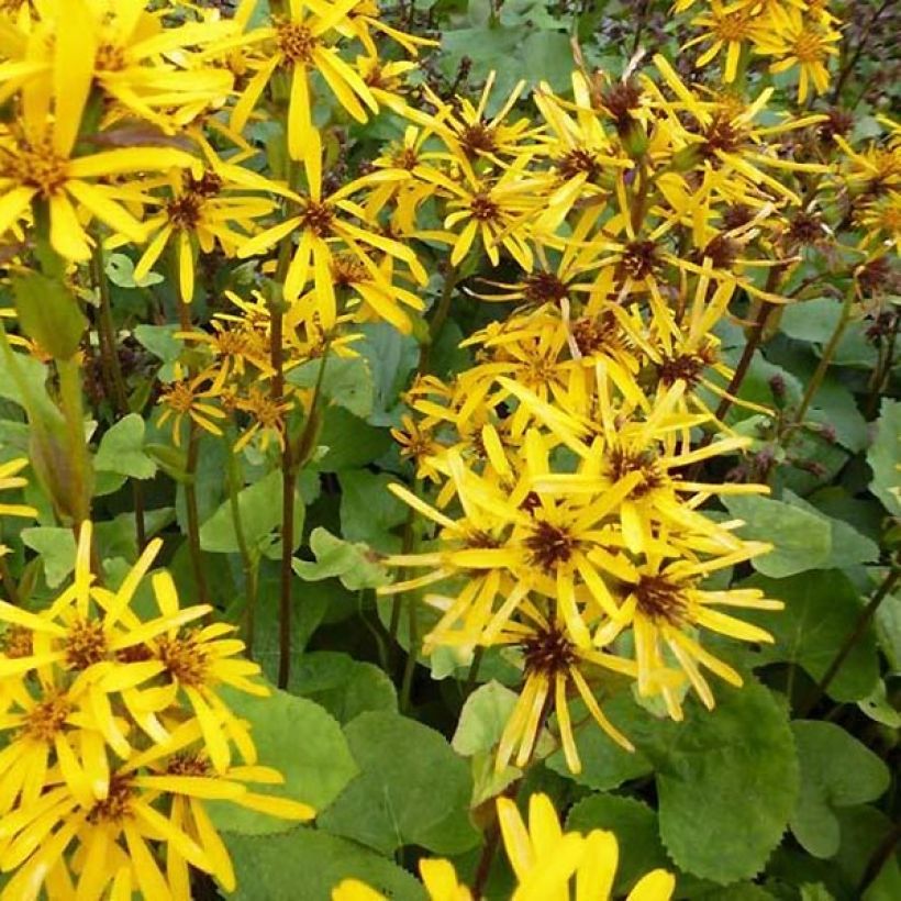 Ligularia hessei (Fioritura)