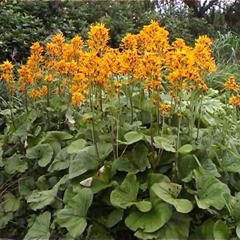 Ligularia hessei (Porto)