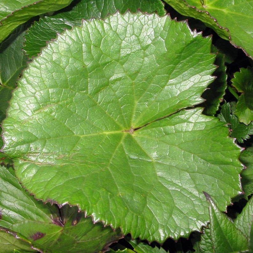 Ligularia hodgsonii (Fogliame)