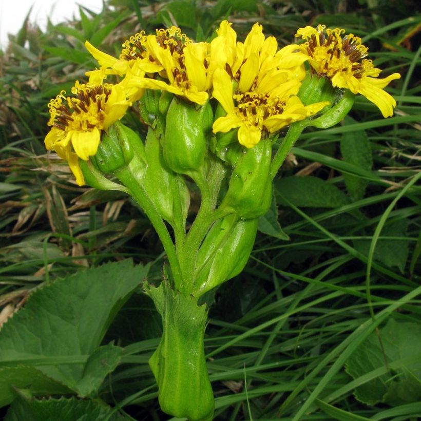 Ligularia hodgsonii (Fioritura)