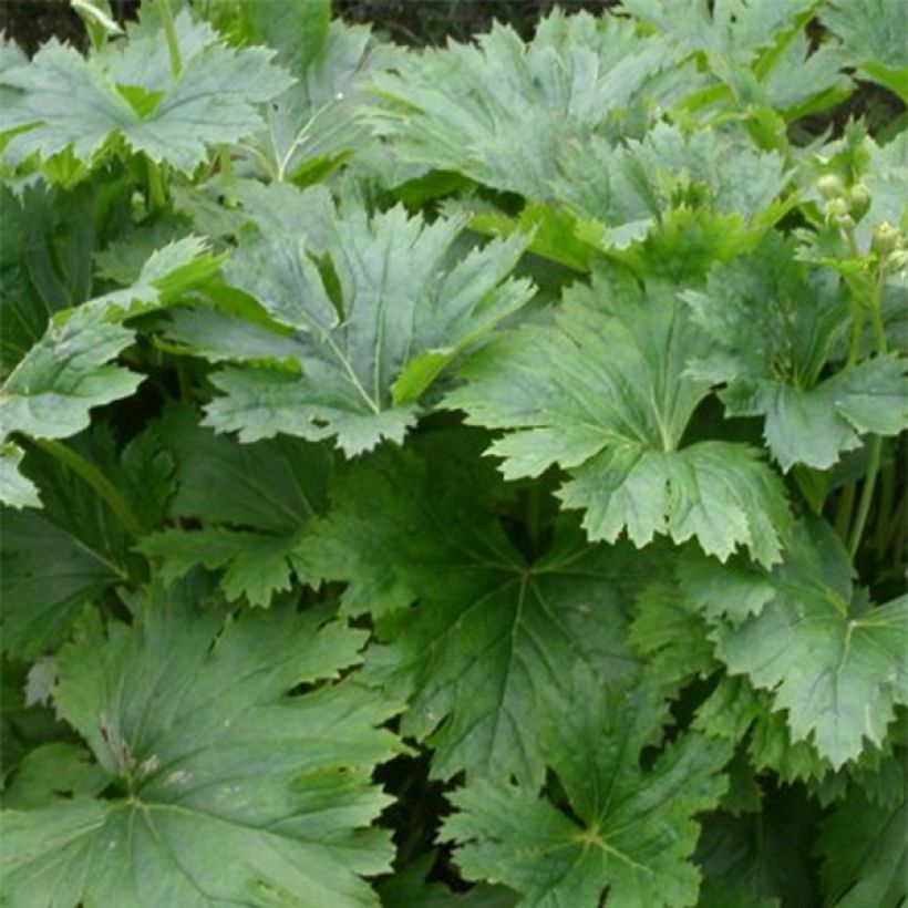 Ligularia palmatiloba (Fogliame)