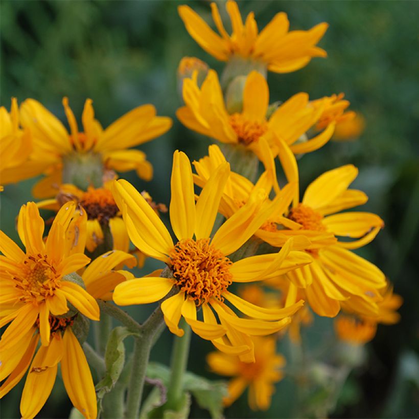 Ligularia palmatiloba (Fioritura)