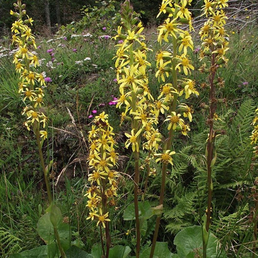 Ligularia sibirica (Fioritura)