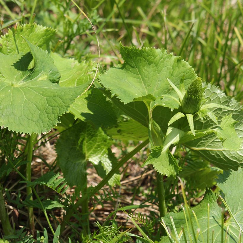 Ligularia stenocephala (Fogliame)