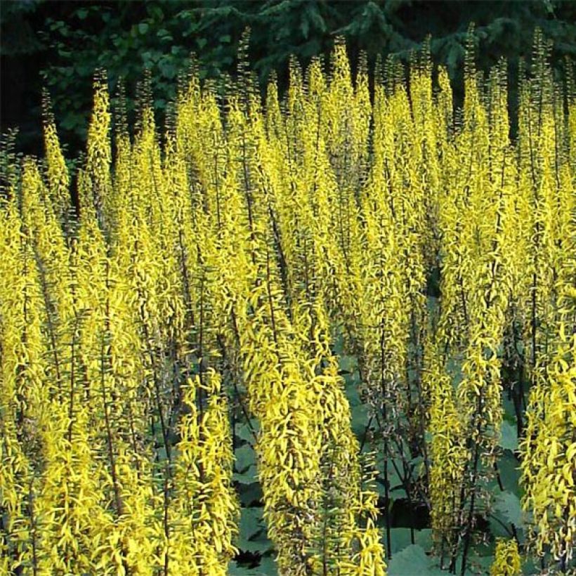 Ligularia stenocephala (Fioritura)