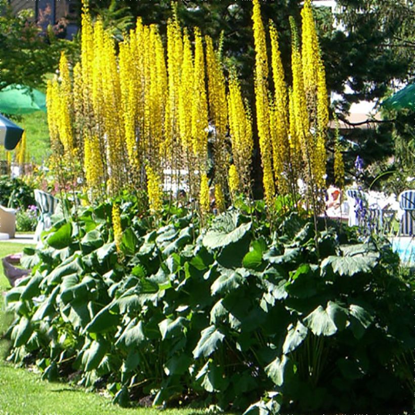 Ligularia stenocephala The Rocket (Porto)