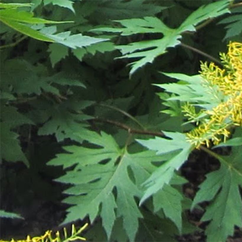 Ligularia tangutica (Fogliame)