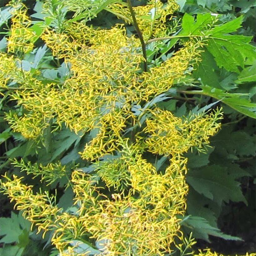 Ligularia tangutica (Fioritura)