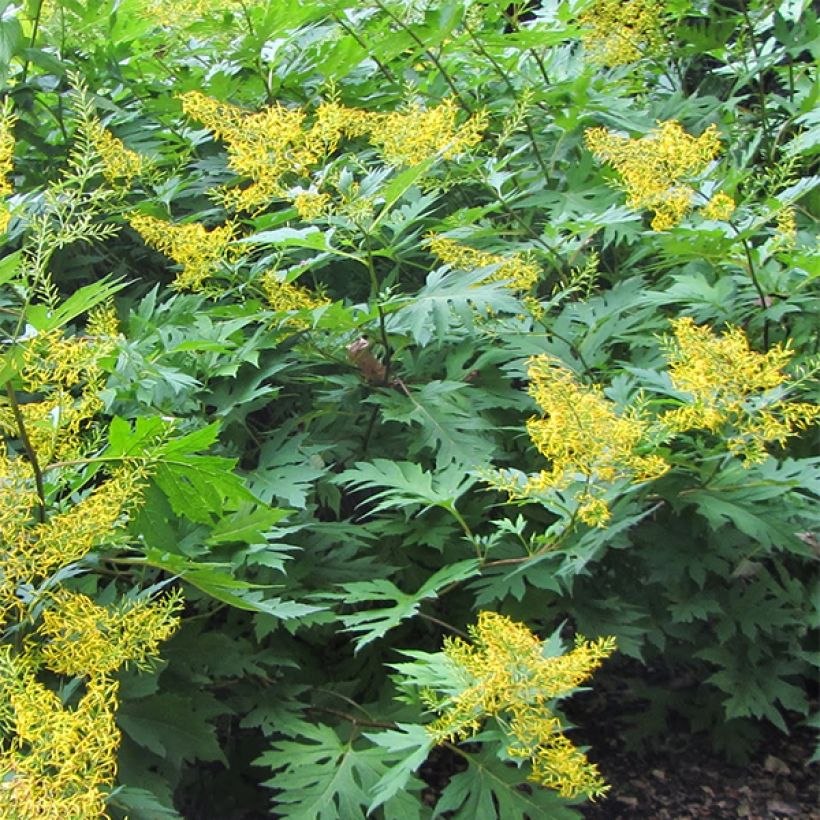 Ligularia tangutica (Porto)