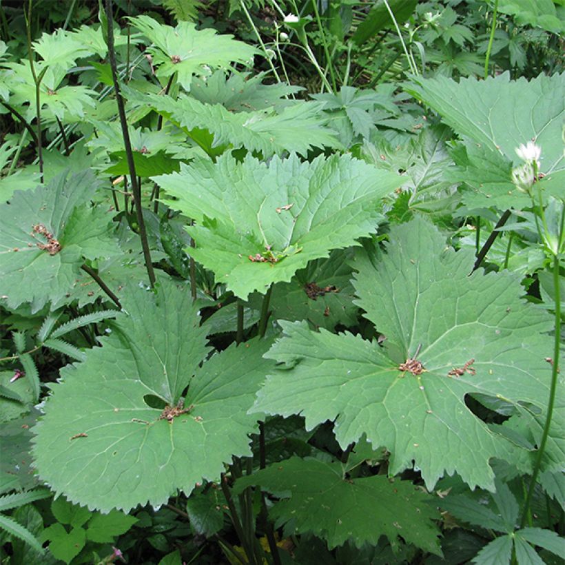 Ligularia veitchiana veitchiana (Fogliame)