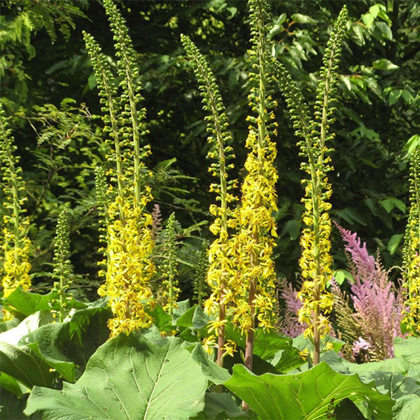 Ligularia veitchiana veitchiana (Fioritura)