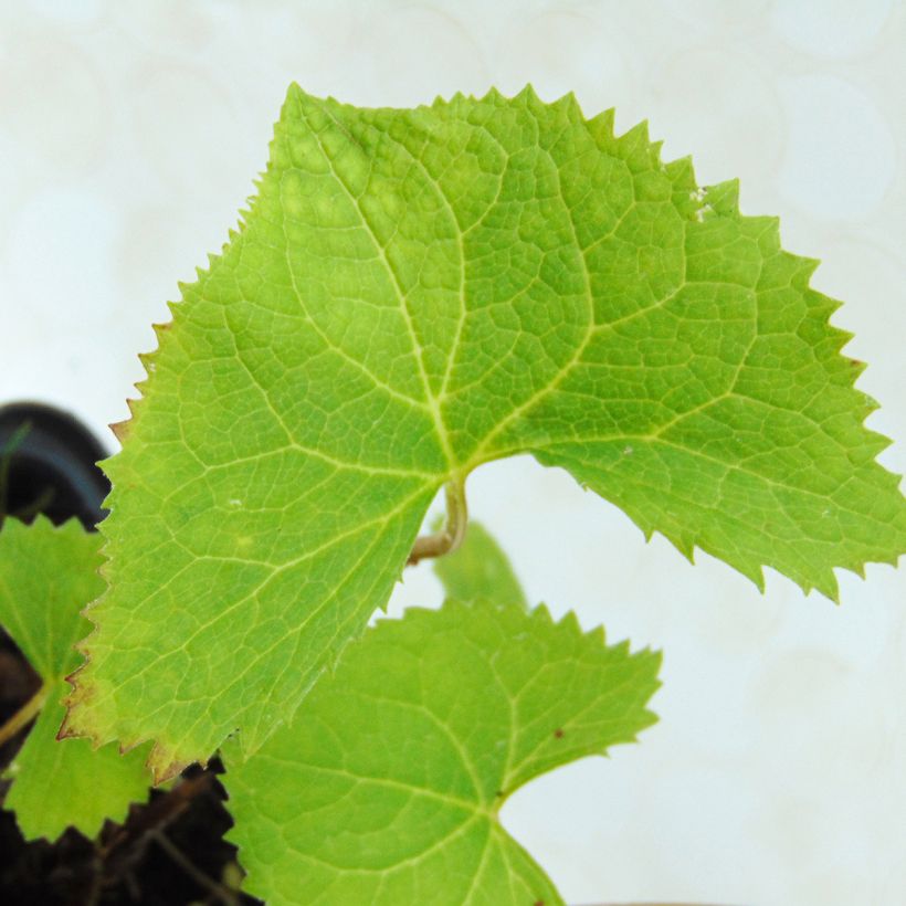 Ligularia wilsoniana (Fogliame)