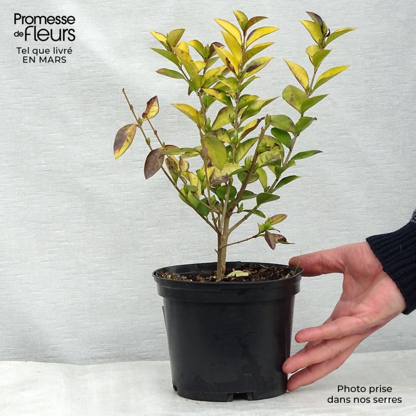 Troène doré - Ligustrum vicaryi 30/40cm en pot de 2L esemplare consegnato in inverno