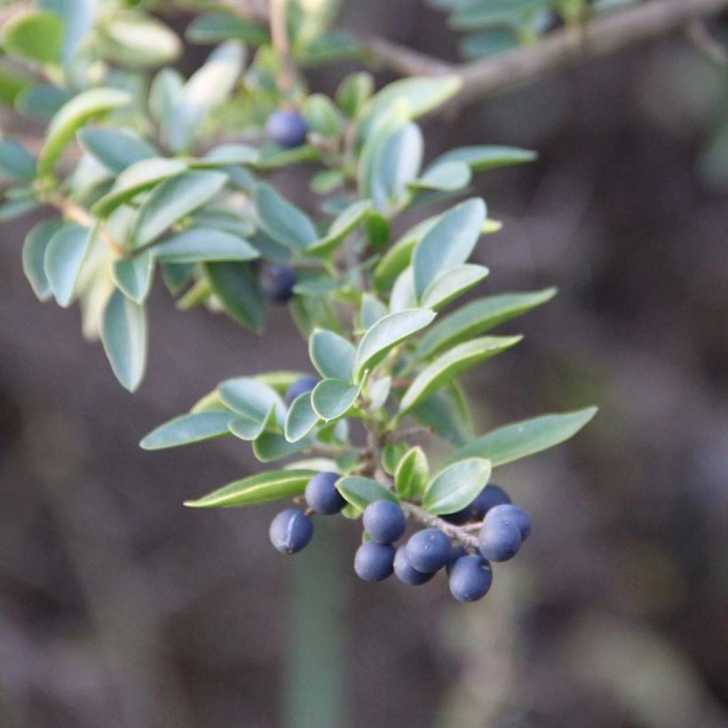 Ligustrum delavayanum - Ligustro (Fogliame)