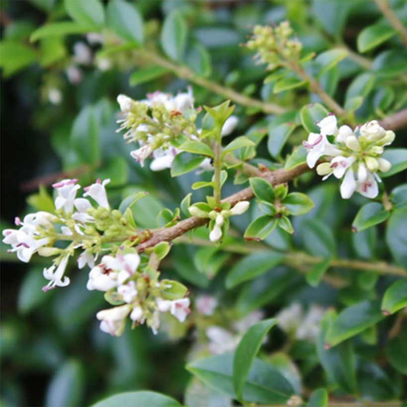 Ligustrum delavayanum - Ligustro (Fioritura)