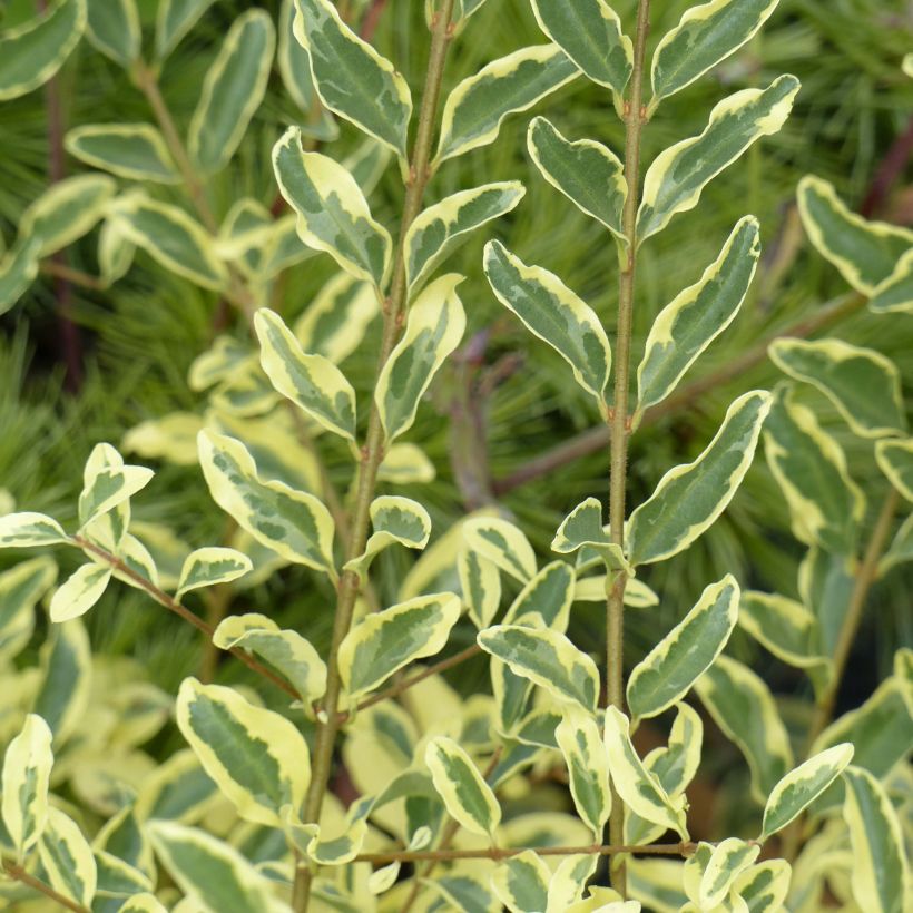 Ligustrum ibota Musli - Ligustro (Fogliame)