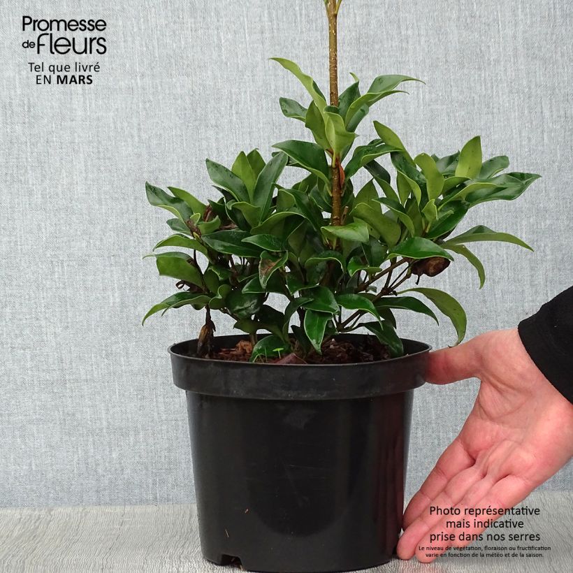 Ligustrum japonicum Green Century - Troène du Japon Pot de 2L/3L esemplare consegnato in inverno