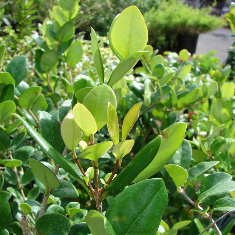 Ligustrum japonicum Texanum - Ligustro giapponese (Fogliame)