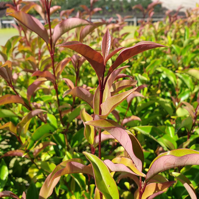 Ligustrum lucidum Green Screen - Ligustro lucido (Fogliame)