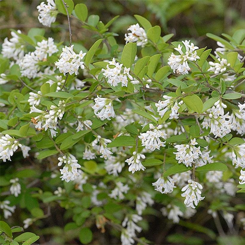 Ligustrum obtusifolium Ilvomassi Massif - Ligustro (Fioritura)