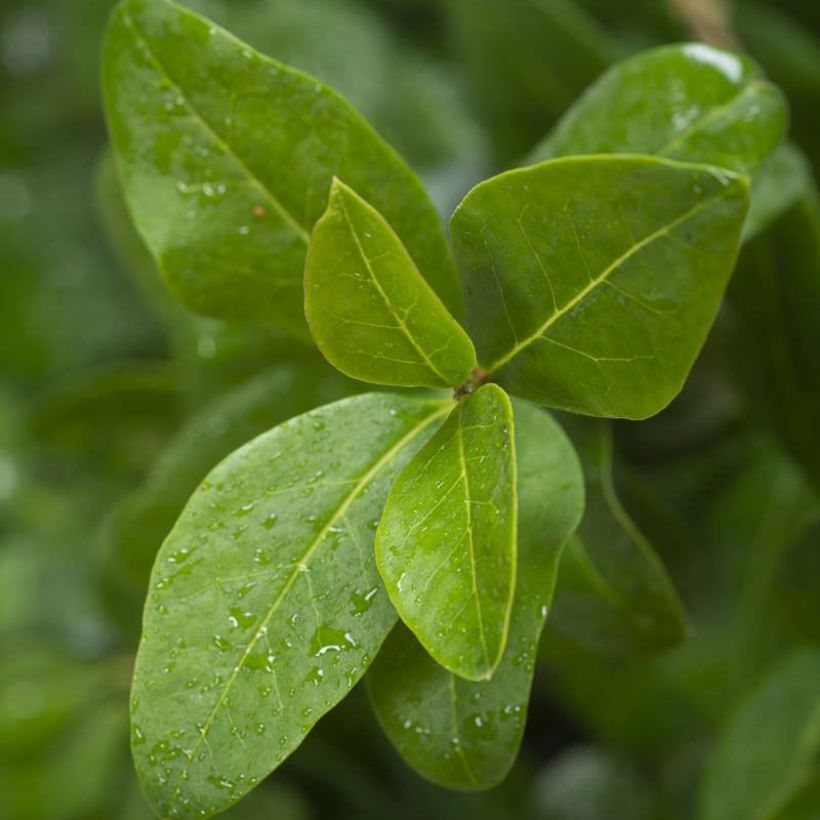 Ligustrum ovalifolium Green Diamond - Ligustro a foglie ovali (Fogliame)