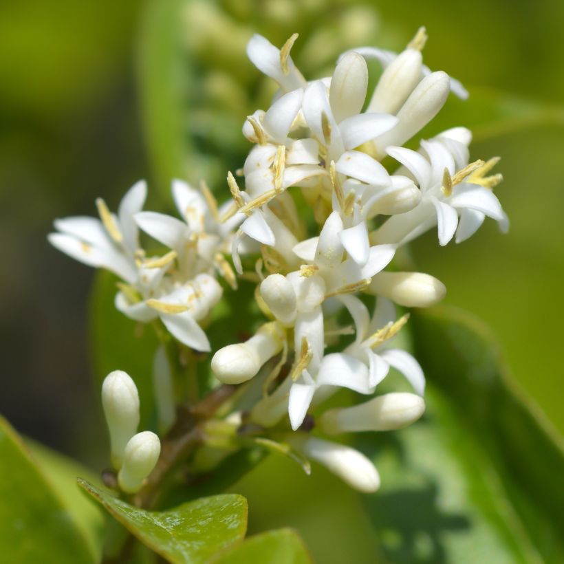 Ligustrum ovalifolium Green Diamond - Ligustro a foglie ovali (Fioritura)