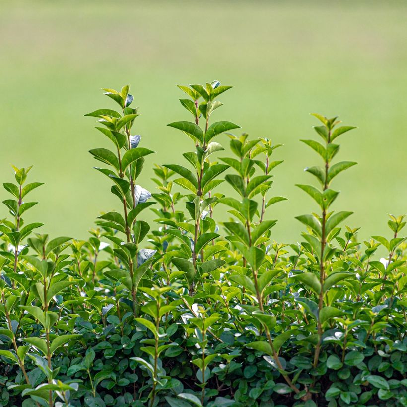 Ligustrum ovalifolium Green Diamond - Ligustro a foglie ovali (Porto)