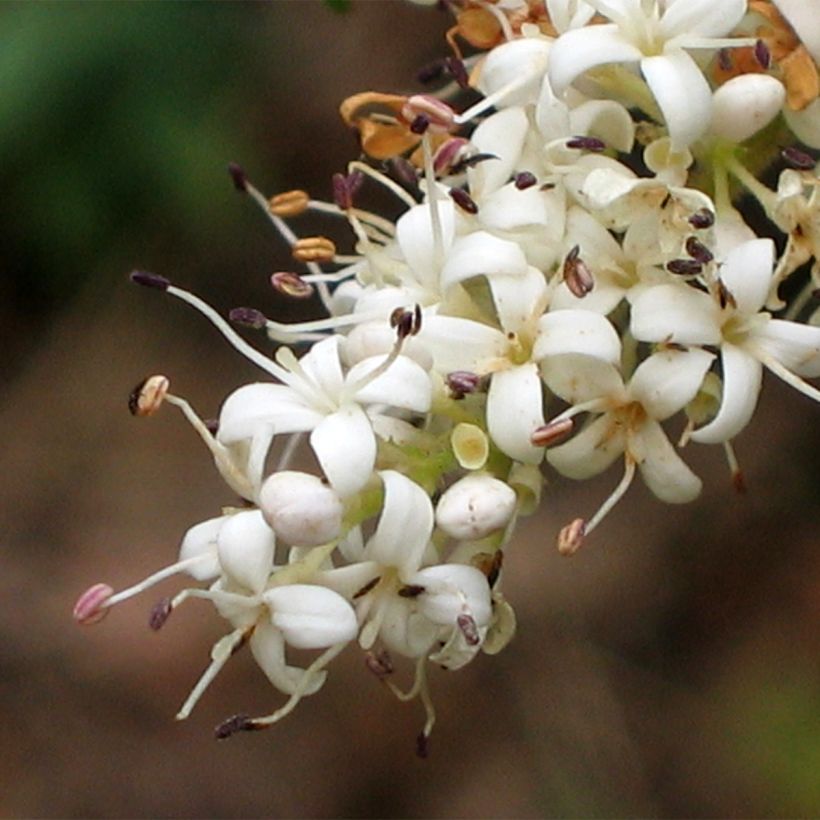 Ligustrum sinense Eugene Clive - Ligustro cinese (Fioritura)