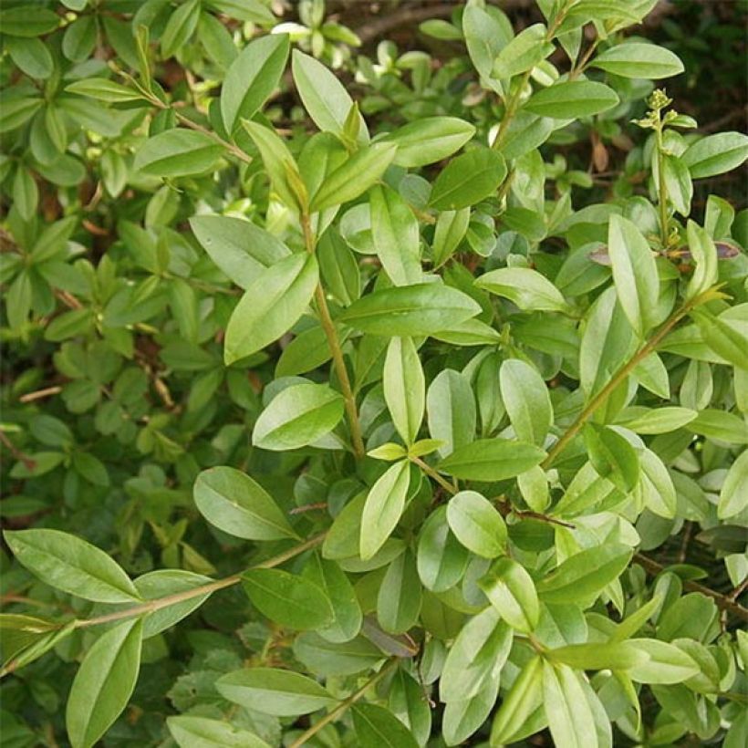 Ligustrum vulgare Atrovirens - Ligustro (Fogliame)