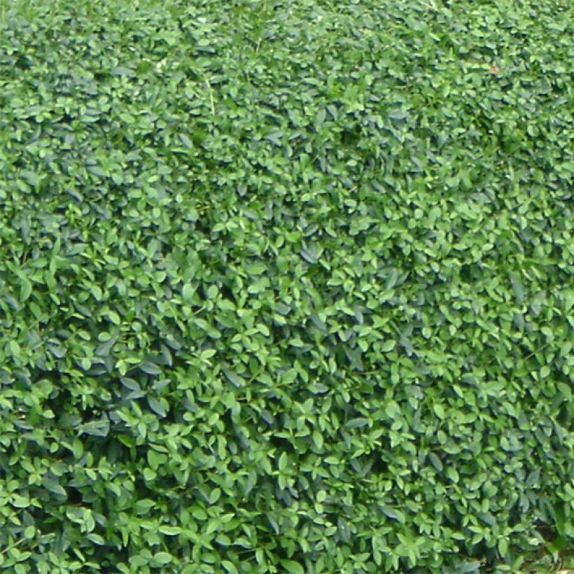 Ligustrum vulgare Lodense - Ligustro (Fogliame)