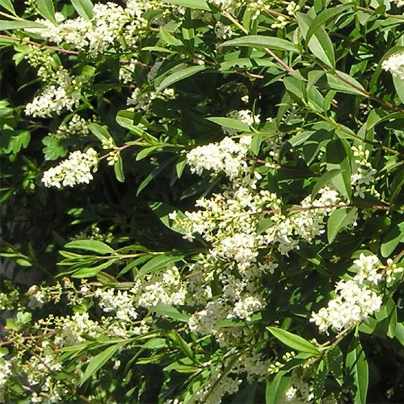 Ligustrum vulgare Lodense - Ligustro (Fioritura)