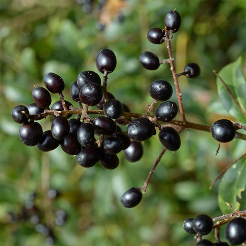 Ligustrum vulgare Lodense - Ligustro (Raccolta)