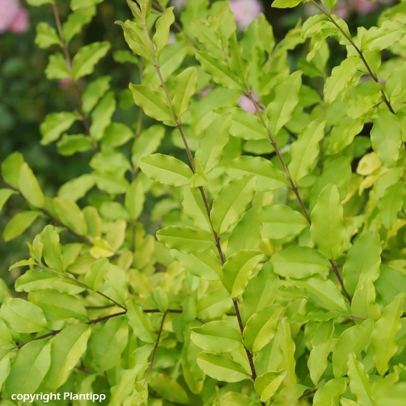 Ligustrum sinense Sunshine - Ligustro cinese (Fogliame)