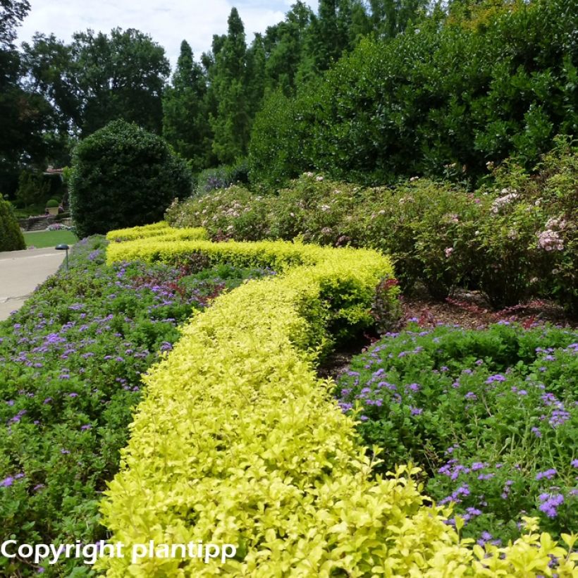 Ligustrum sinense Sunshine - Ligustro cinese (Porto)