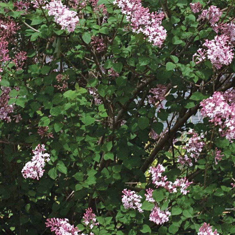 Syringa Pink Perfume - Lillà (Fogliame)