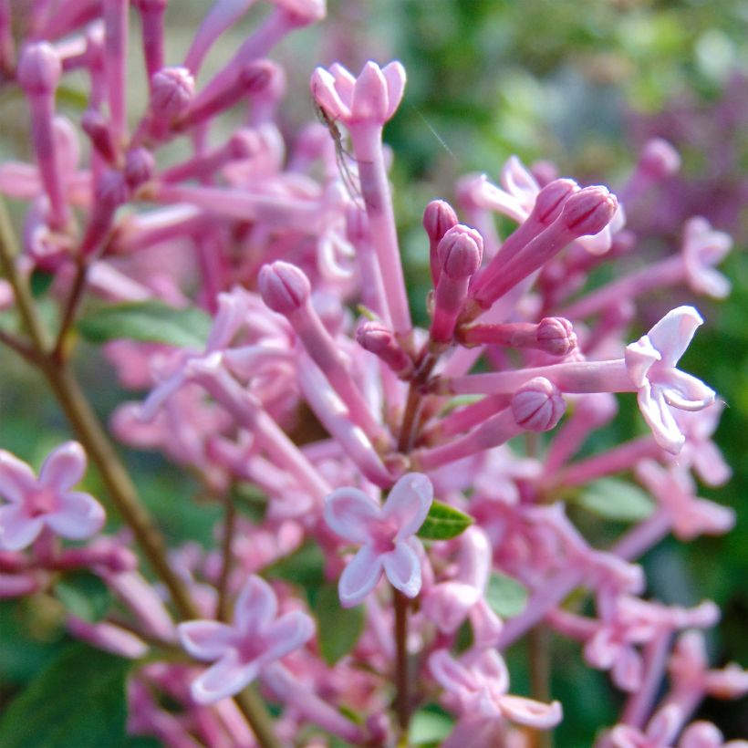 Syringa Pink Perfume - Lillà (Fioritura)