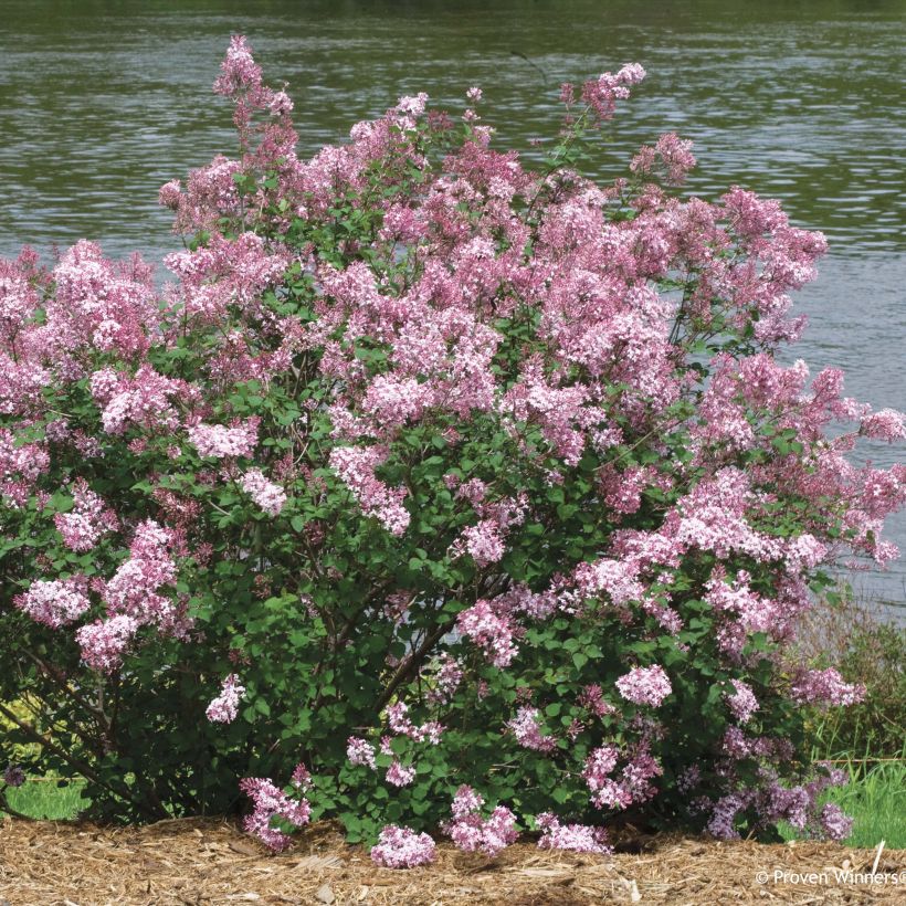 Syringa Pink Perfume - Lillà (Porto)