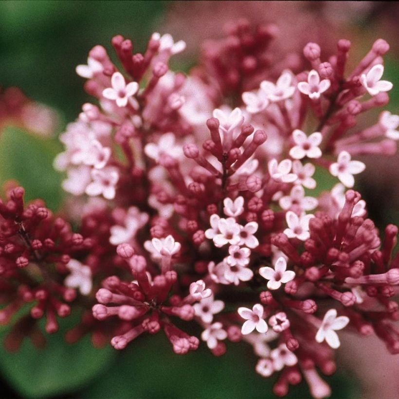 Syringa Tinkerbelle - Lillà (Fioritura)