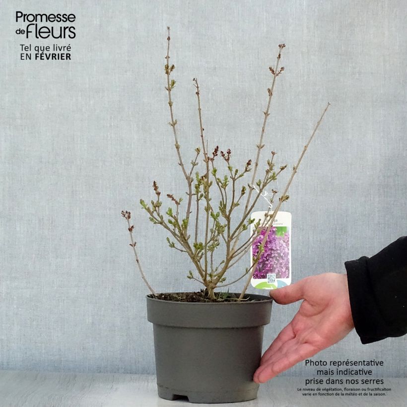 Lilas - Syringa chinensis Saugeana Pot de 2L/3L esemplare consegnato in inverno