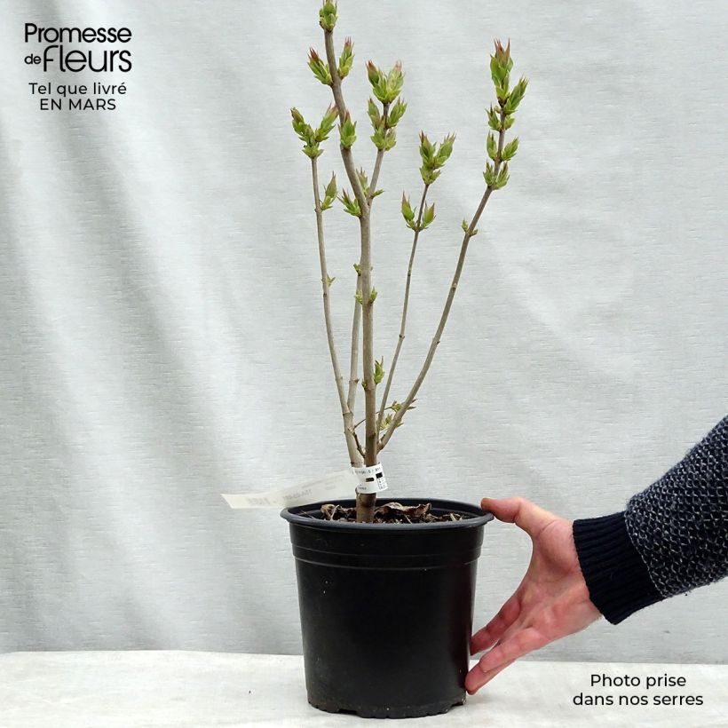 Lilas - Syringa vulgaris Zhemchuzhina Pot de 4L/5L esemplare consegnato in inverno