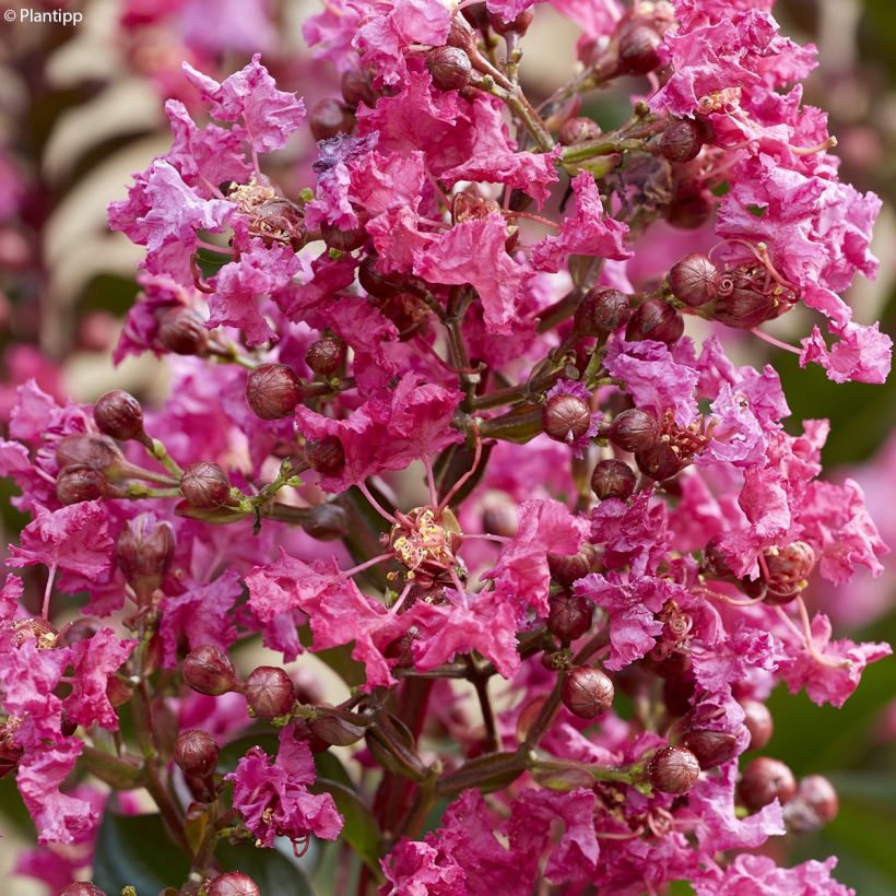 Lagerstroemia Berry Dazzle - Mirto crespo (Fioritura)