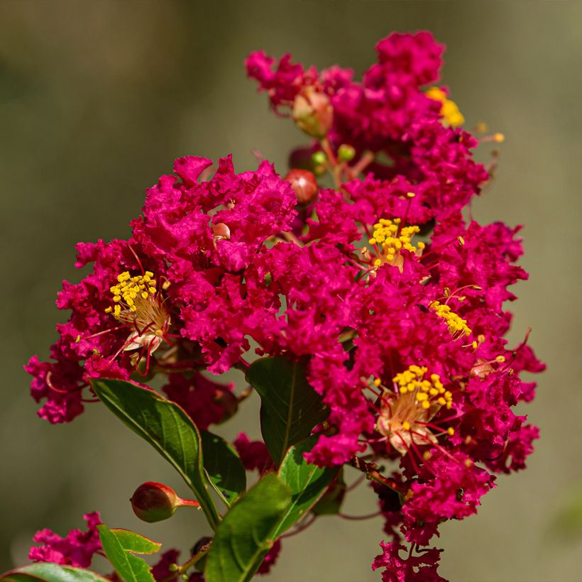 Lagerstroemia Caroline Beauty - Mirto crespo (Fioritura)