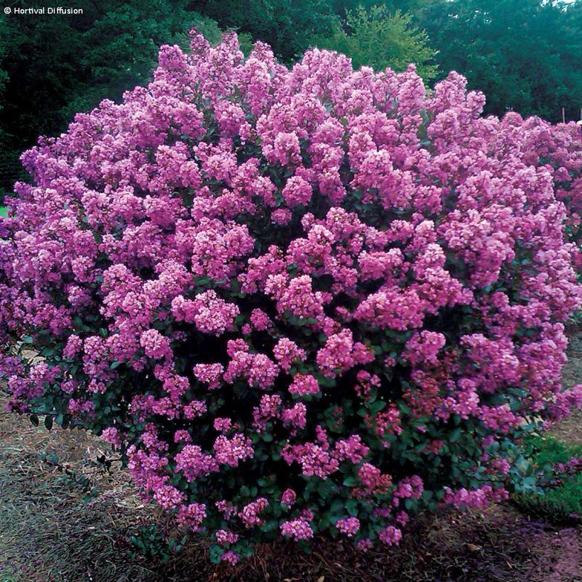 Lagerstroemia Enduring Lavender - Mirto crespo (Porto)