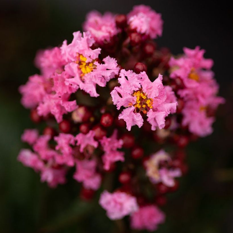 Lagerstroemia Enduring Pink - Mirto crespo (Fioritura)