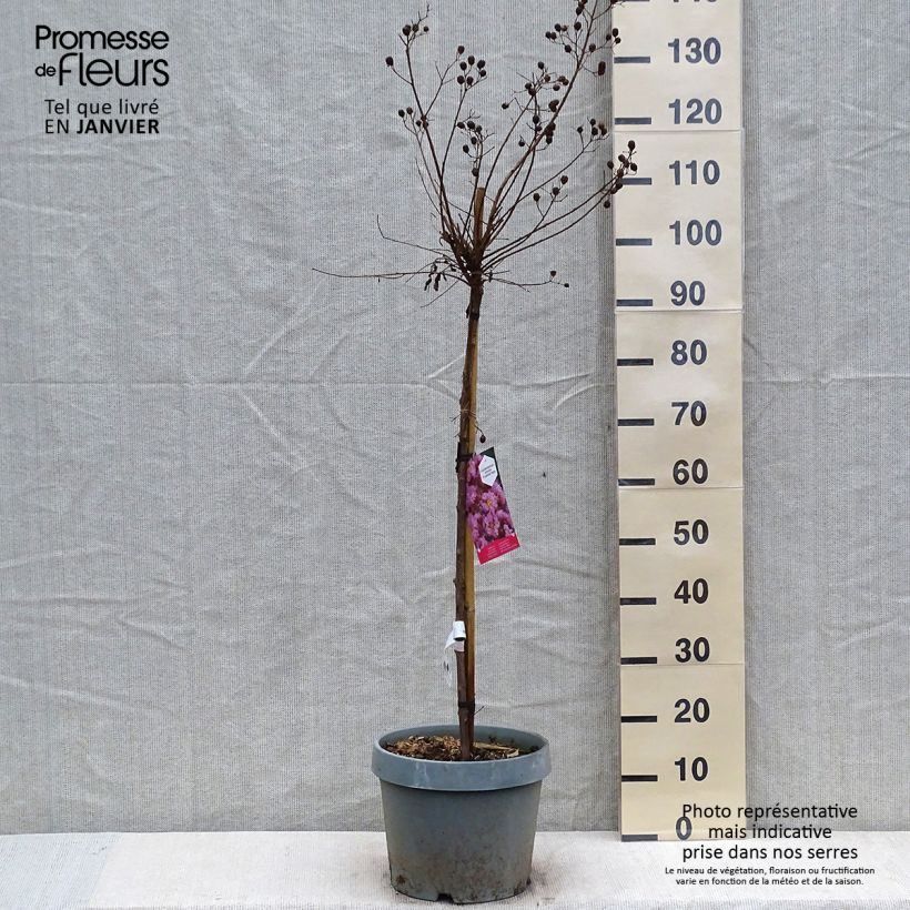 Lilas des Indes - Lagerstroemia indica Eveline Pot de  7.5L/10L esemplare consegnato in inverno