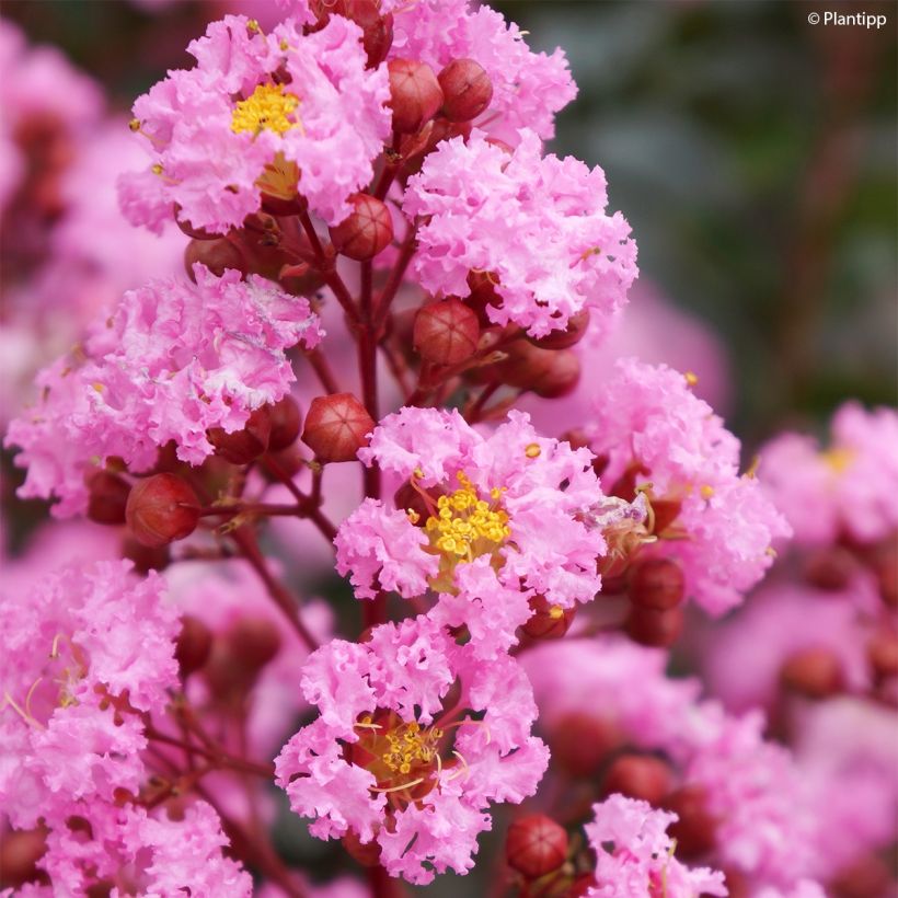 Lagerstroemia Eveline - Mirto crespo (Fioritura)