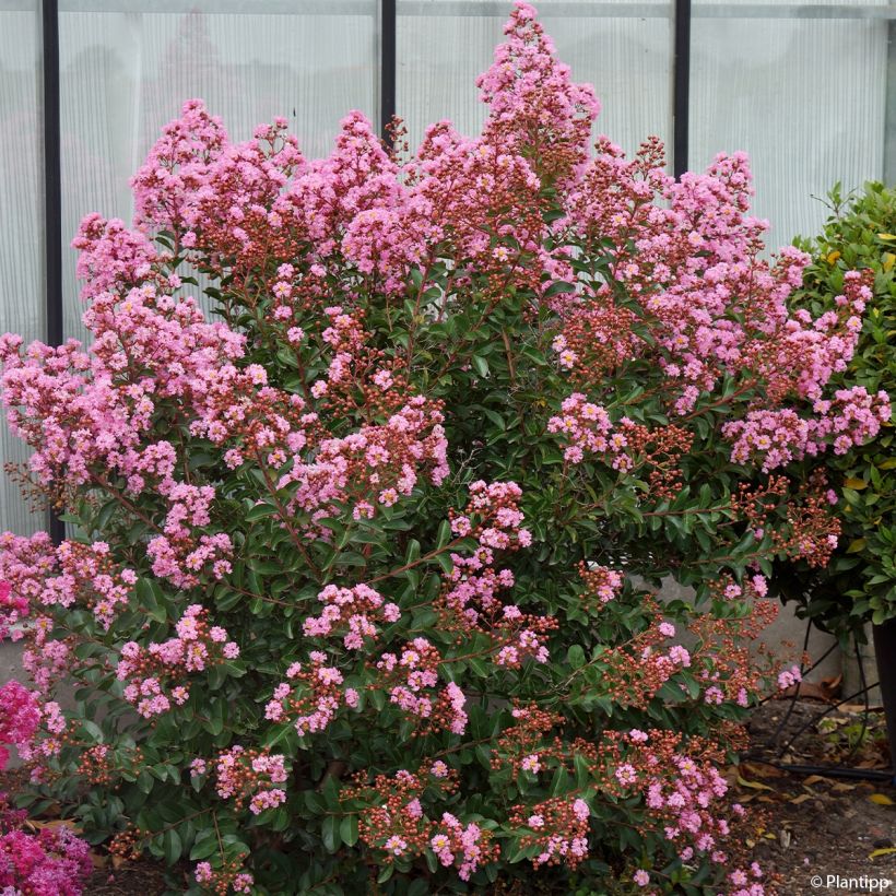 Lagerstroemia Eveline - Mirto crespo (Porto)