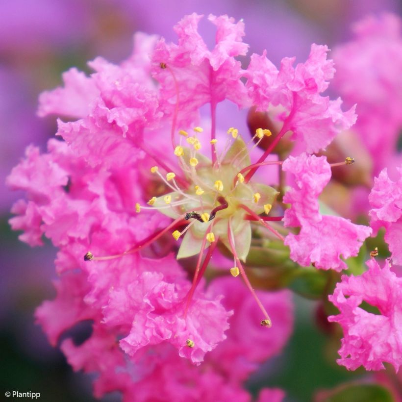 Lagerstroemia Girl With Love - Mirto crespo (Fioritura)