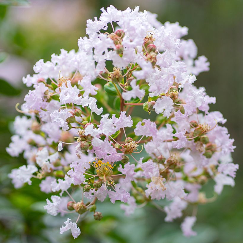 Lagerstroemia La Fayette - Mirto crespo (Fioritura)